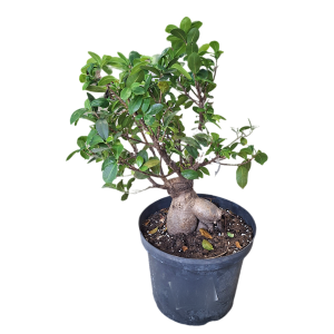 FIKUS BONSAI FICUS MICROCARPA LCI 5