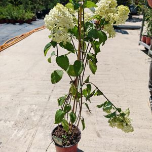 HYDRANGEA PANICULATA LIMELIGHT