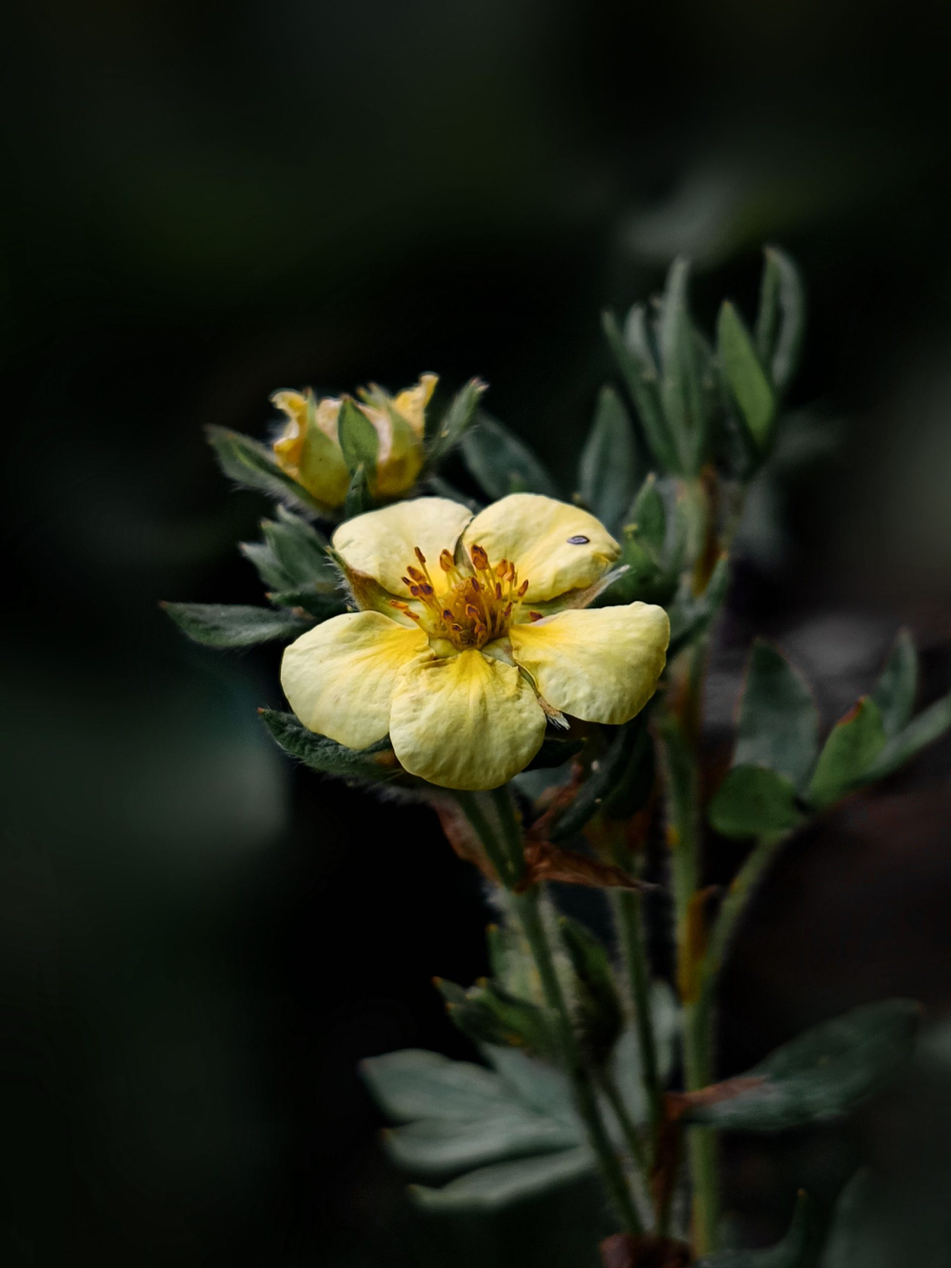 Vibrant yellow flower in an outdoor garden, showcasing delicate petals and lush green leaves.