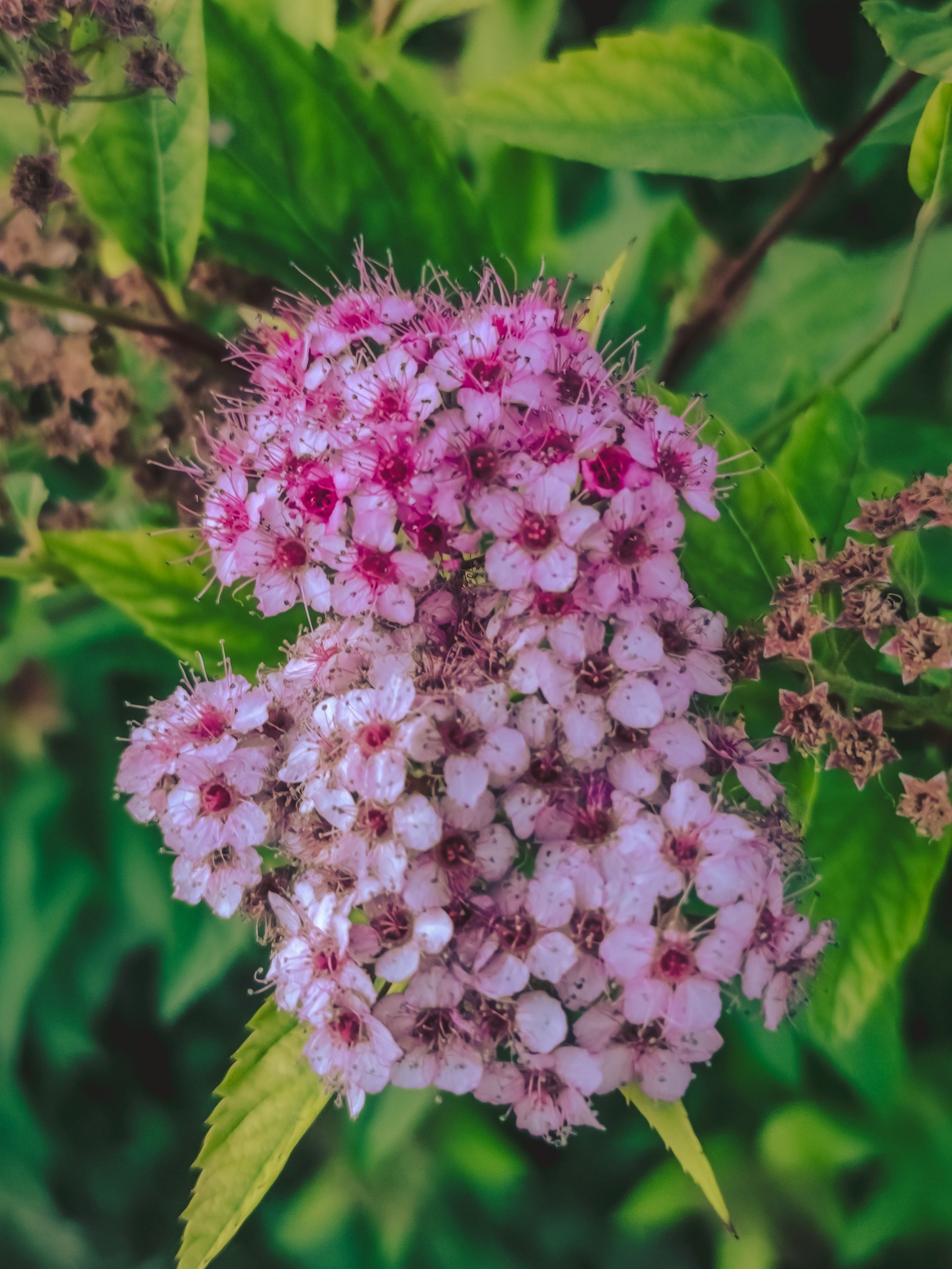 Close-up of vibrant pink Spiraea flowers, showcasing natural beauty and delicate textures in a garden setting.