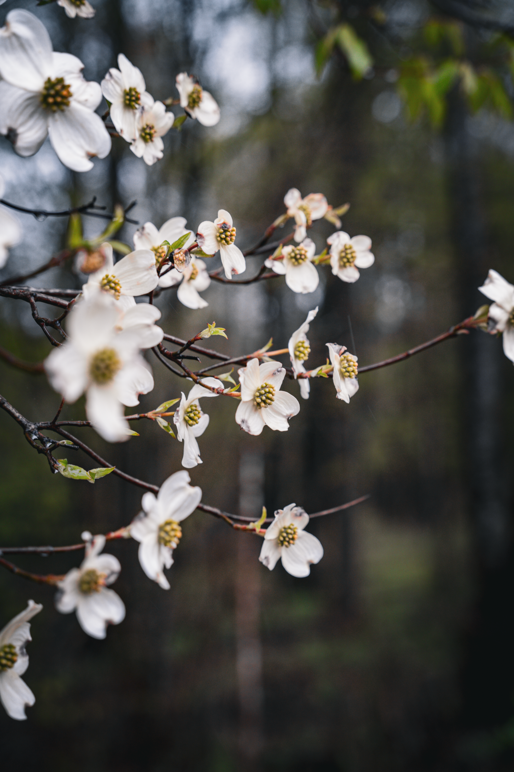 Beautiful close-up of white dogwood flowers in bloom during springtime.
