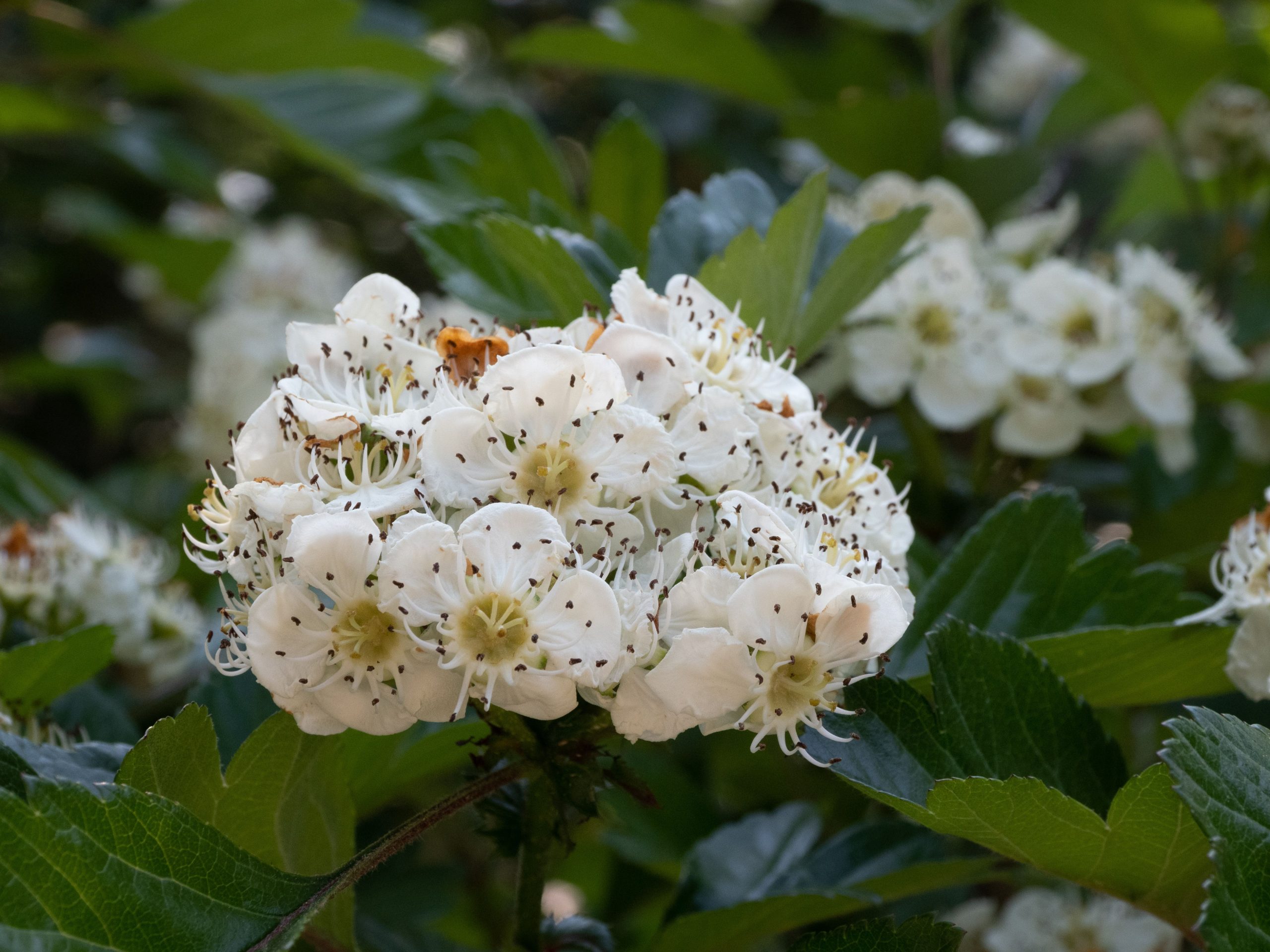 Beautiful close-up of blooming Crataegus Pinnatifida flowers in a Kanazawa garden.