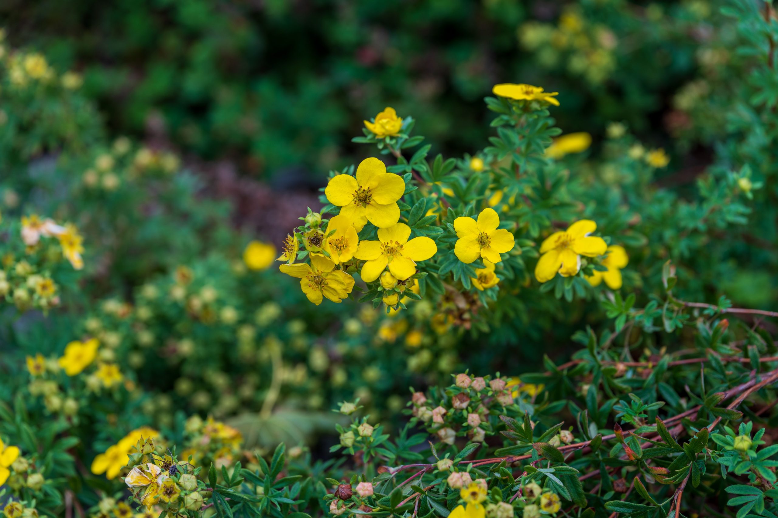 A detailed view of vibrant yellow flowers blooming in lush green foliage, perfect for nature lovers.