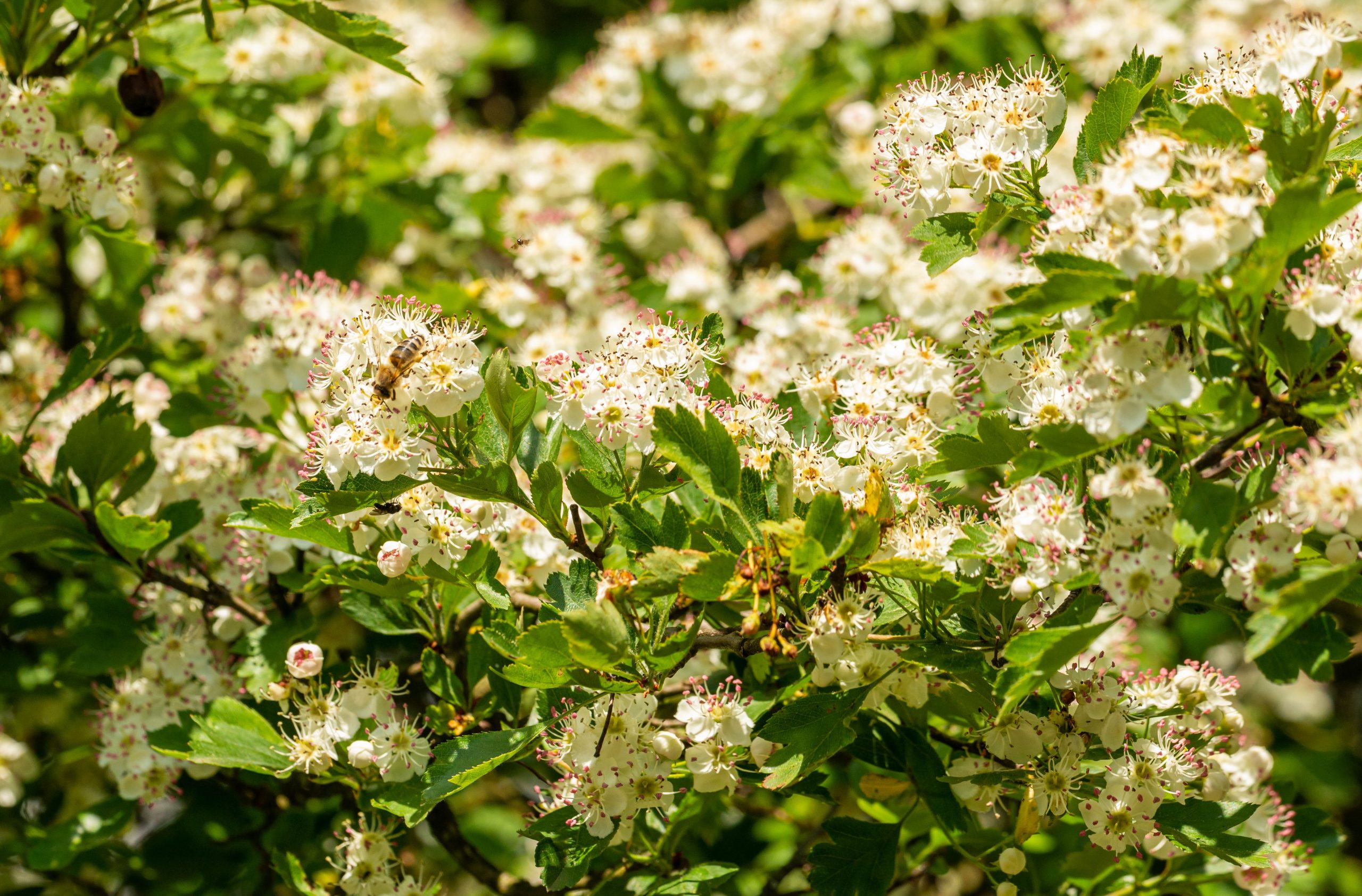 White hawthorn flowers in full bloom with a honeybee collecting nectar.
