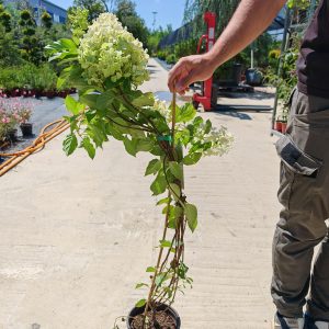 HYDRANGEA PANICULATA POLAR BEAR