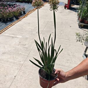 ALLIUM SENESCENS