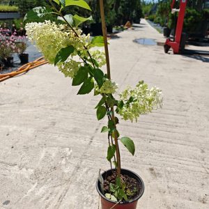 HYDRANGEA PANICULATA SILVER DOLLAR