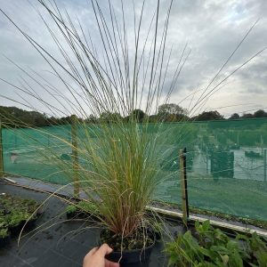 MUHLENBERGIA CAPILLARIS - Muhlenbergija (roze oblak)
