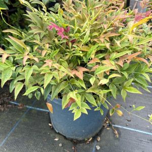 NAND. DOMESTICA OBSESSED [R]) CLT. 5 - Nandina Obsessed