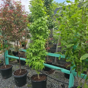 LIQUIDAMBAR STYRACIFLUA SLENDER SILHOUETTE)CLT. 10 - Likvidambar Slender Silhouette