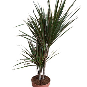 DRACAENA MARGINATA 2PP