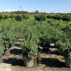JUNIPERUS CHINENSIS BLUE ALPS CLT. 20 - Kleka Blue Alps
