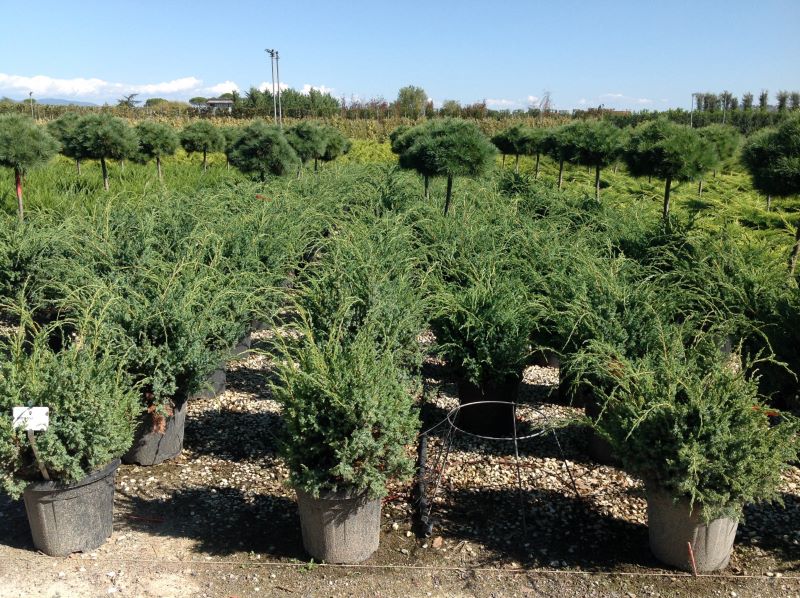 JUNIPERUS CHINENSIS BLUE ALPS CLT. 20 - Kleka Blue Alps