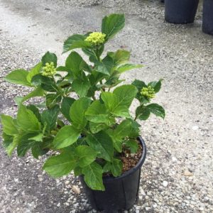 HYDRANGEA HORTENSIS [MACROPHYLLA - Hortenzija bastenska (macrophylla)