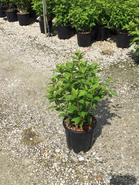 HYDRANGEA PANICULATA LIMELIGHT (R) CLT. 3 - Hortenzija meticasta Limelight