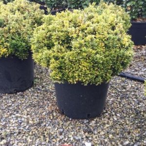 EUONYMUS PULCHELLUS AUREOVARIEGATUS CLT. 15 BALL - Kurika Aureovariegatus (lopta)