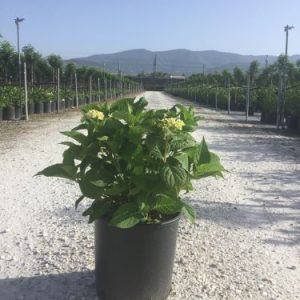 HYDRANGEA ENDLESS SUMMER (R) ROSA CLT. 10 - Hortenzija Endless Summer roze