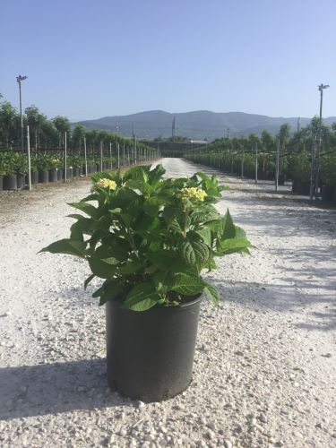 HYDRANGEA ENDLESS SUMMER (R) ROSA CLT. 10 - Hortenzija Endless Summer roze