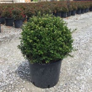 ILEX CRENATA GLORIE GEM CLT. 15 BALL - Japanska Božikovina Glorie Gem (lopta)