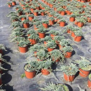 JUNIPERUS HORIZONTALIS ICE BLUE (R) CLT. 3 - Kleka Ice Blue (pokrivač tla)