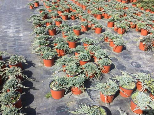 JUNIPERUS HORIZONTALIS ICE BLUE (R) CLT. 3 - Kleka Ice Blue (pokrivač tla)