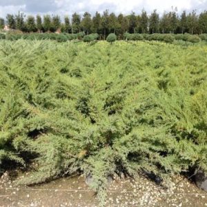 JUNIPERUS MEDIA PFITZERIANA CLT. 10 - Kleka Pfitzeriana