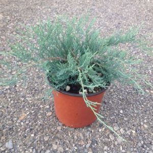 JUNIPERUS VIRGINIANA GREY OWL CLT. 3 - Kleka Grey Owl