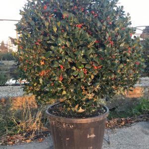 ILEX MUTCHAGARA NELLIE R. STEVENS - Božikovina Nellie R. Stevens