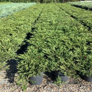 JUNIPERUS HORIZ. PRINCE OF WALES - Kleka Prince of Wales (pokrivač tla)