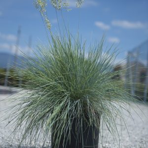 FESTUCA GLAUCA ELIJAH BLUE CLT. 3 - Vlasulja plava Elijah Blue