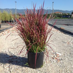 IMPERATA CYLINDRICA RED BARON - Imperata Red Baron (japanska krvava trava)