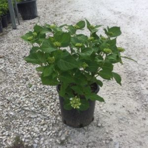 HYDRANGEA ENDLESS SUMMER [R] CLT. 10 - Hortenzija Endless Summer plava