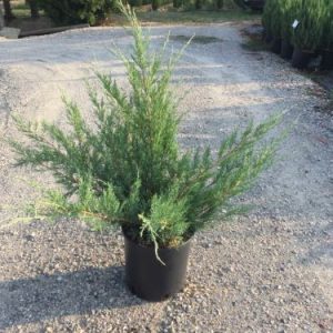 JUNIPERUS VIRGINIANA HETZ [GLAUCA HETZII] CLT. 10 - Kleka Hetzii (Glauca Hetzii)