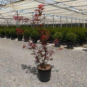 ACER PALMATUM ATROPURPUREUM CLT. 10 – Japanski javor Atropurpureum