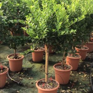 CITRUS NOBILIS [MANDARINO] LV 14 60CM CLEAR STEM) - Mandarina (Citrus nobilis)
