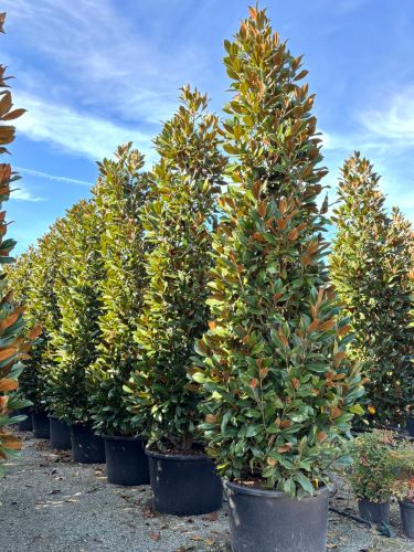 MAGNOLIA GRANDIFLORA GALLISONIENSIS CLT. 375 400/450 – Magnolija Gallissonniensis