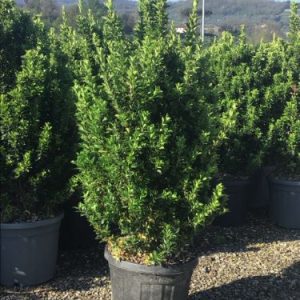 EUONYMUS JAPONICUS BENKOMASAKI ERECTA - Kurika Japanska Benkomasaki