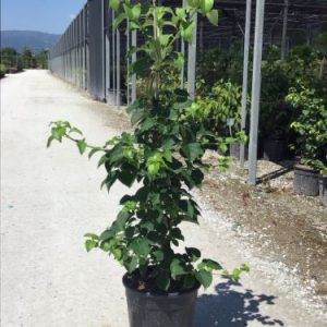 HYDRANGEA PETIOLARIS CLT. 10 - Hortenzija penjacica (petiolaris)