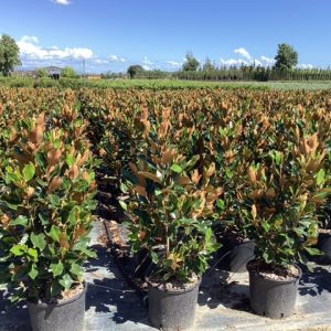 MAGNOLIA GRANDIFLORA LITTLE GEM - Magnolija Little Gem