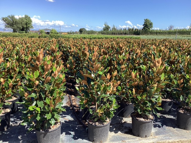 MAGNOLIA GRANDIFLORA LITTLE GEM - Magnolija Little Gem