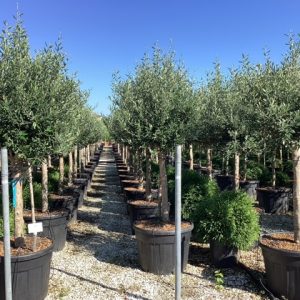 OLEA EUROPAEA [OLIVI - Maslina (Olea europaea)