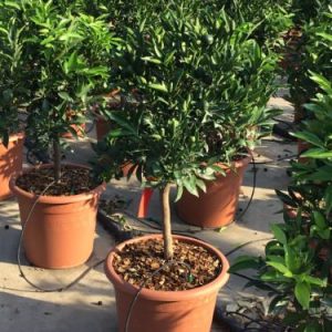 CITRUS RETICULATA [CLEMENTINO] LV 12 60/80) - Klementina (Citrus reticulata)