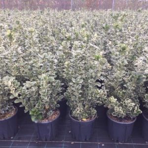 EUONYMUS JAPONICUS KATHY CLT. 5 - Kurika Japanska Kathy