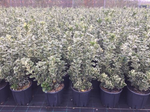 EUONYMUS JAPONICUS KATHY CLT. 5 - Kurika Japanska Kathy