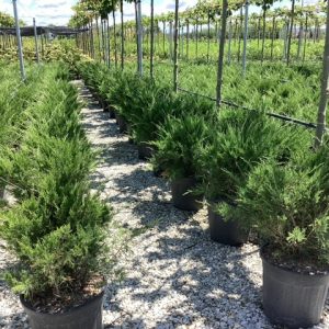 JUNIPERUS MEDIA MINT JULEP - Kleka Mint Julep