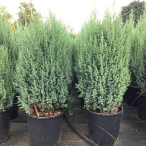 JUNIPERUS CHINENSIS STRICTA - Kleka Stricta
