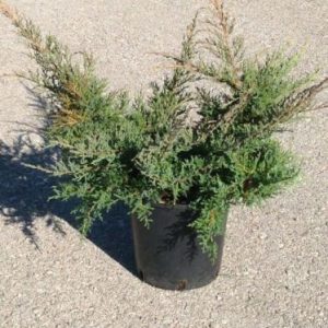 JUNIPERUS MEDIA GOLD STAR (AMSTRONG GOLD) CLT. 10 - Kleka Gold Star