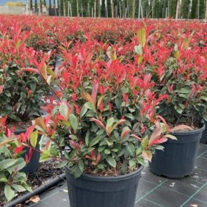 PHOTINIA FRASERI CARRE ROUGE - Fotinija Carre Rouge