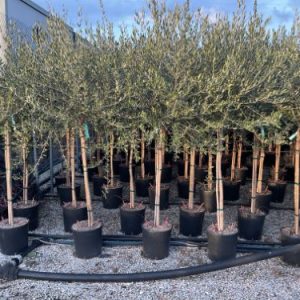 OLEA EUROPAEA LECCINO CLT. 15 HALF STANDARD ) - Maslina Leccino