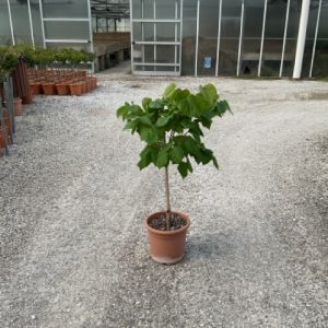 CERCIS CHINENSIS AVONDALE LV 9 MINI ALBERETTO) - Cercis Avondale (Judino drvo)